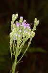 Coastal plain chaffhead